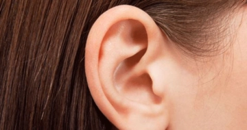 Kulak Memesi Görevi ve Özellikleri