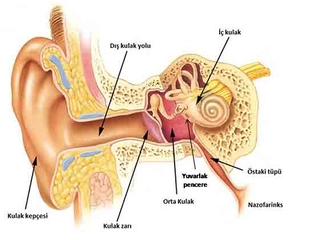 Orta Kulak iltihabı ve Akıntısı